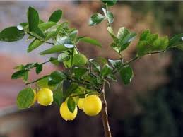 Nitrogen deficiency causes yellow to light green leaves all over the tree; Lemon Leaf Problems What Causes Lemon Leaves To Drop Off