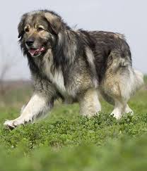 The Carpathian Shepherd Dog Is A Breed Of Large Sheep Dogs That Originated In The Carpathian Mountains Of Romania Large Dog Breeds Dog Breeds Sheepdog Breeds