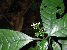 Image result for Chassalia umbraticola