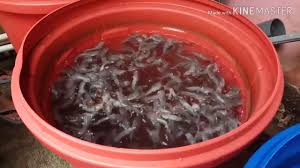 Belut merupakan salah satu sumber protein hewani yang sangat digemari banyak orang saat ini, dahulu di. Part 6h Panen Di Usia 114 Hari By Biksen Akuaponik Vlog