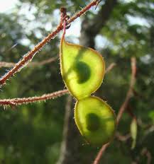 Image result for Aeschynomene nyassana