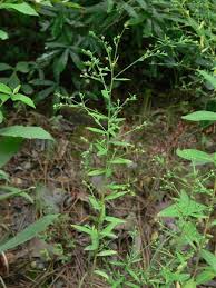 Image result for Limeum fenestratum