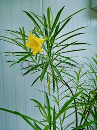 Image result for Cascabela