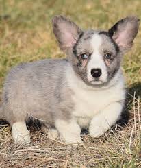 Both are strong, herding dogs. Corgi Dogs For Sale In Kansas Petfinder