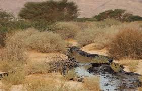 Khalil a cassimally mauritius oil spill: 2014 Israeli Oil Spill Wikipedia