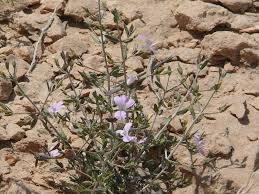 Image result for Barleria oxyphylla