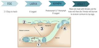 Image result for Sarcoptes scabiei life cycle
