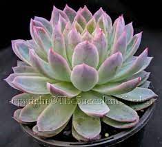Pin On Garden F Succulents