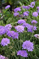 Image result for Scabiosa columbaria