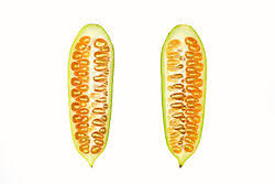 Image result for Coccinia