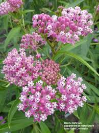 Milkweeds For The Home Landscape Horticulture And Home Pest News Milkweed Plant Milkweed Pollinator Garden