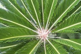 Image result for Cycadaceae