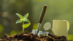 Pots best outdoor grow setup. How To Grow Weed Outdoors 5 Steps From Seed To Flower