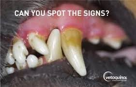 The signs of dental disease in your cat are similar to people. Gingivitis In Cats Dogs Kedron Veterinary Clinic