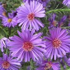 Read Flower Of The Month September Under Flowers Of The Month Blogs On May Flower India S Leading E Commerce Floris Flores Flores Naturales Hermosas Flores