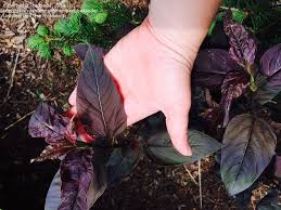 Learn vocabulary, terms and more with flashcards, games and other study tools. Plant Identification Closed Purple Spreading Perennial Small Yellow Flowers 4 By Bexsoda