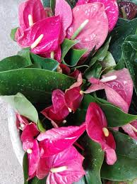 However, whereas harvest of serewe fruits from. Bankok Mother Plant 1000 Sita Luckmuthu Anthurium Center Facebook