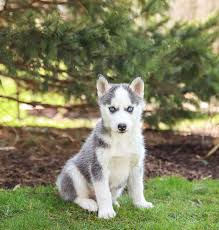 Puppyfinder.com is your source for finding an ideal siberian husky puppy for sale in usa. Pin By Jessie On Animals Puppies Siberian Husky Puppies Husky Puppies For Sale