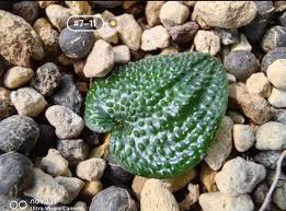 Image result for Eriospermum porphyrium