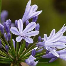 Agapanthus All You Need To Know Stodels Garden Centre