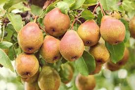 Le greffage et la graine représentent les deux principales techniques les plus utilisées dans la reproduction des plants chez les enquêtés (40 %). Choisir Et Associer Des Arbres Fruitiers Conseils Truffaut