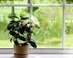 7 plantes pour la chambre a coucher planten planten binnen jasmijn