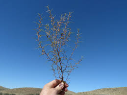 Image result for Anticharis senegalensis