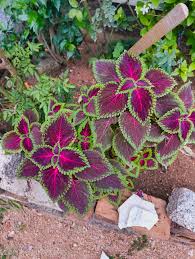 Image result for Coleus esculentus