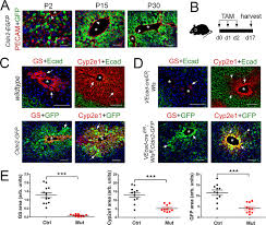 Jun 27, 2016 · study assessments included body and liver/kidney weight, liver function test, liver/kidney morphology and collagen deposition, fibrogenic gene and protein expression, and pharmacokinetic analyses. Metabolic And Non Metabolic Liver Zonation Is Established Non Synchronously And Requires Sinusoidal Wnts Elife