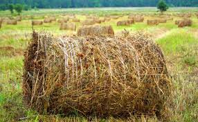 Le Foin En Paillage Au Jardin