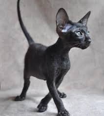 Available Siamese Oriental Kittens For Sale Acfa Cfa In Illinois Oriental Shorthair Cats Cats Kittens