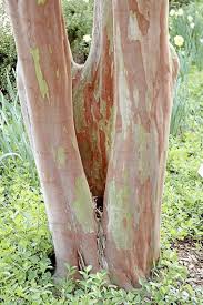 Image result for tree bark