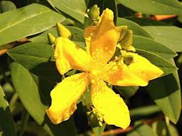 Image result for Hypericum quartinianum