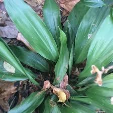 Image result for Aspidistra