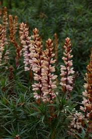 Image result for Scoparia