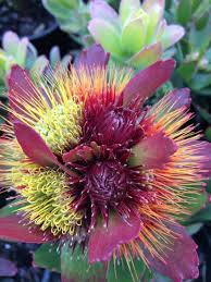 Image result for Leucospermum
