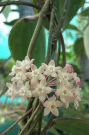 Hoya Macrophylla Variegated Hoya Macrophylla Plants Hoya Plants
