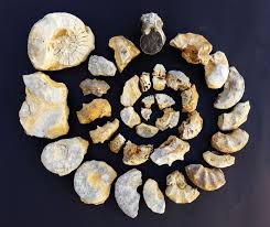 Check spelling or type a new query. Mineralienmuseum Pforzheim Fossiler Muschelkalk 10 Ceratitenschichten Und Ceratiten