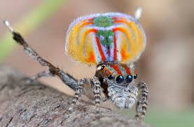 Two new species of spider, nicknamed skeletorus and sparklemuffin, have been discovered by researchers. The Amazing Mating Dance Of The Peacock Spider Live Science