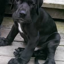 The cost to buy a great dane varies greatly and depends on many factors such as the breeders' location, reputation, litter size, lineage of the puppy review how much great dane puppies for sale sell for below. Mucopolysaccharidosis Type Vi Great Dane Puppy 4 Months Of Age The Download Scientific Diagram