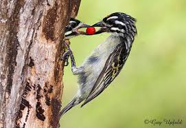 Image result for Plicosepalus amplexicaulis