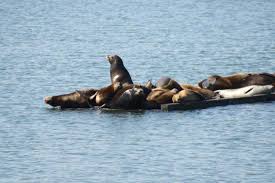 seals outside picture of chart room restaurant crescent