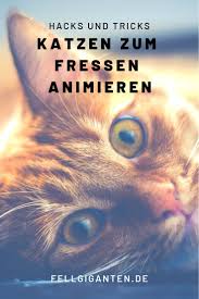 Katzen Katze Katzenfutter Fressen Katzenkrankheiten Katzekrank Krank Futter Katzen Katzenkrankheiten Katzen Futter