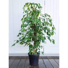 We did not find results for: Live Ficus Benjamina Green Aka Weeping Fig Benjamin Fig Ficus Tree Live Plant Indoor 4 5 Feeet Tall Live Plant Fit 5 Gallon Pot Buy Online In Japan At Desertcart Jp Productid 149405300