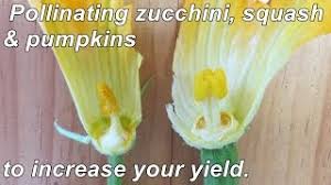 It's normal for the plants to create a lot of male flowers early in the season that drop off. How To Hand Pollinate Zucchini Squash Pumpkins To Increase Your Yields Youtube