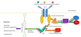 Antibiotics Free Full Text Frequent Klebsiella Pneumoniae Urinary Tract Infections In A Patient Treated With Ruxolitinib Html