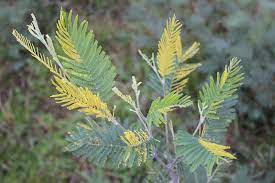 Somebody Knows One Or More Disease On Acacia Dealbata Leaves