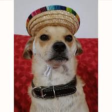 Gala, Tamara, Boss & Miel (@cuatrodogs) • Instagram photos and videos