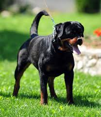 Tail docking and ear cropping in dogs spot speaks. King Rottweilers Natural Vs A Docked Tail Entail