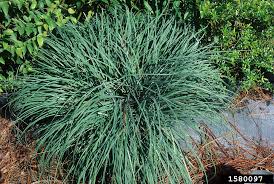 Image result for Carex angolensis
